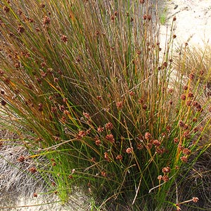 Isolepis sp.