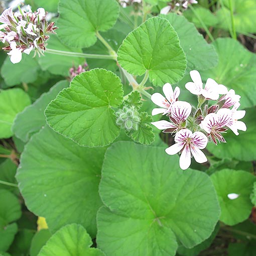 Pelargonium australe, Southern Storksbill, Tasmania