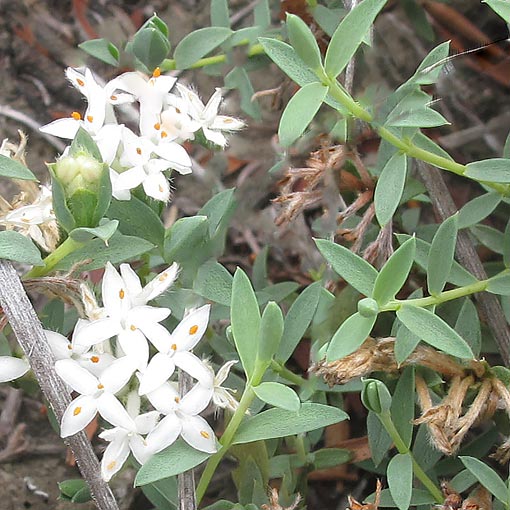 Pimelea glauca, Smooth Riceflower, Tasmania