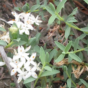 Pimelea glauca