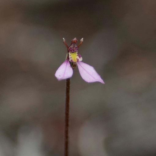 Eriochilus cucullatus,<br />
Pink Autumn Orchid, Tasmania