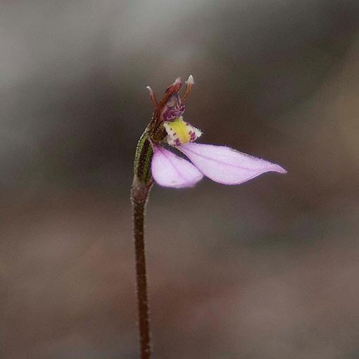 Eriochilus cucullatus, Pink Autumn Orchid, Tasmania