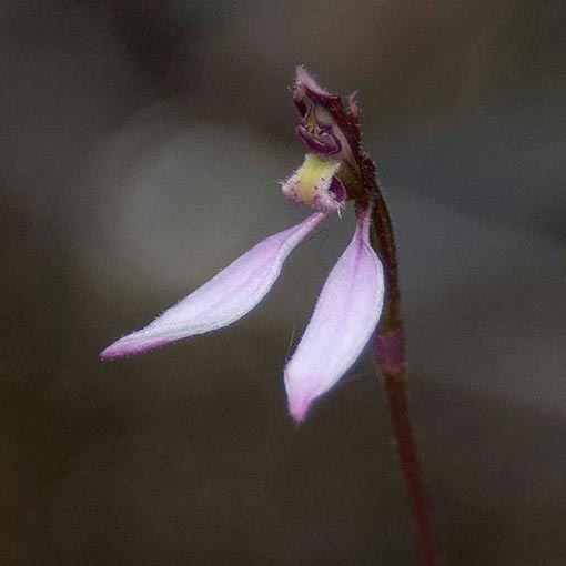Eriochilus cucullatus, Pink Autumn Orchid, Tasmania