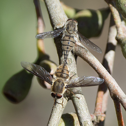 tangle-veined_fly_Trichophthalma_sp2 Trichophthalma sp., Nemestrinidae, Tangle-Veined Flies, Tasmania