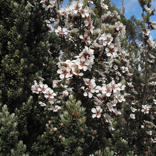 Leptospermum lanigerum, Woolly Teatree, Tasmania
