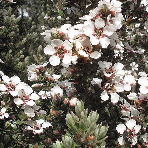 Leptospermum lanigerum, Woolly Teatree, Tasmania
