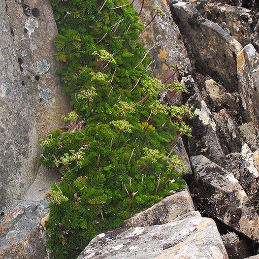 Anisotome procumbens, Tasmania