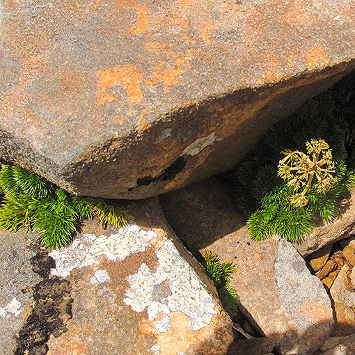 Anisotome procumbens, Tasmania