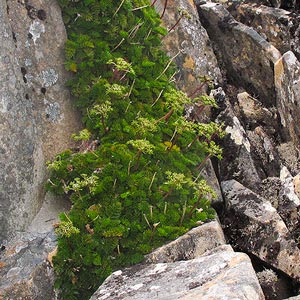 Anisotome procumbens