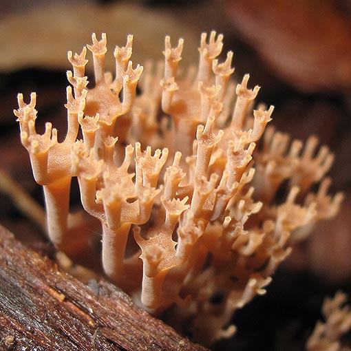 Artomyces austropiperatus, Tasmania, fungi