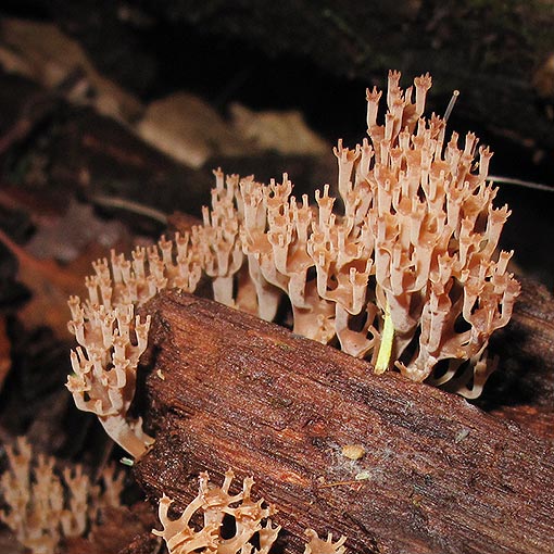 Artomyces austropiperatus, Tasmania, fungi