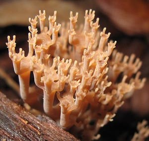 Artomyces austropiperatus
