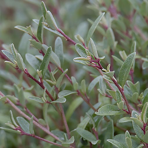Marsh Saltbush, Atriplex paludosa, Tasmania