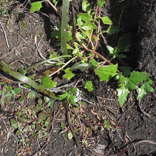 Atriplex australasica, Native Orache, Tasmania