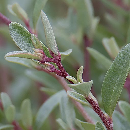 Marsh Saltbush, Atriplex paludosa, Tasmania
