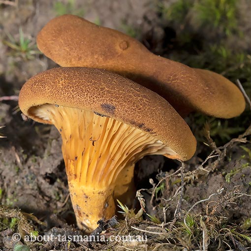 Austropaxillus muelleri, fungi, Tasmania