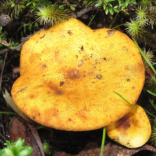 Austropaxillus muelleri, fungi, Tasmania