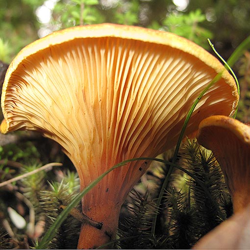 Austropaxillus muelleri, fungi, Tasmania