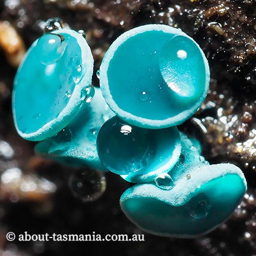 Chlorociboria aeruginascens, fungi, Tasmania