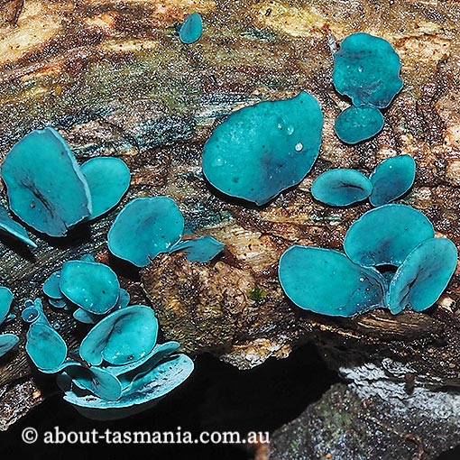 Chlorociboria aeruginascens, fungi, Tasmania
