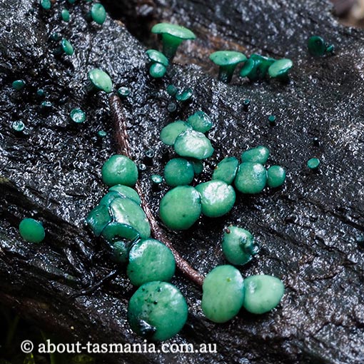 Chlorociboria aeruginascens, fungi, Tasmania