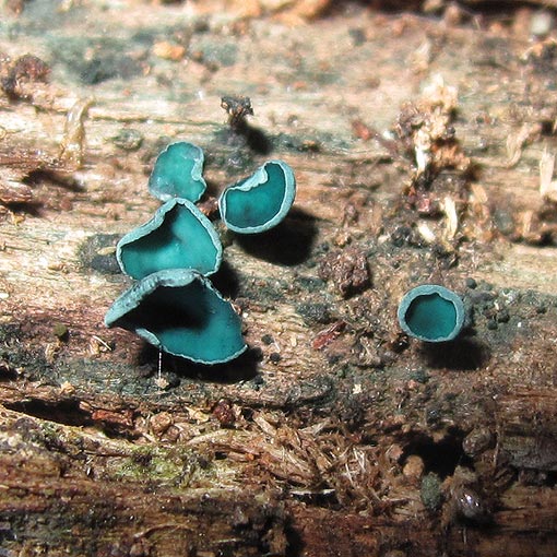 Chlorociboria aeruginascens, fungi, Tasmania