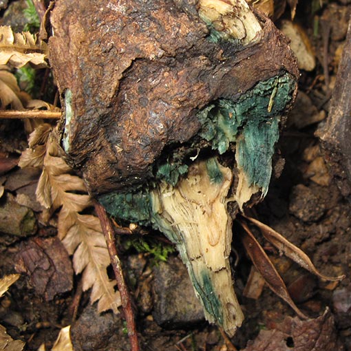 Chlorociboria aeruginascens, fungi, Tasmania