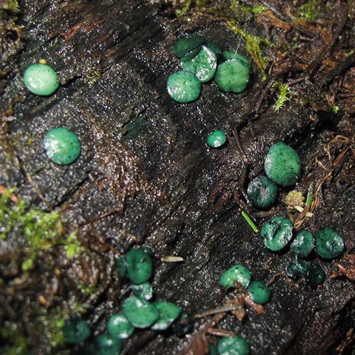 Chlorociboria aeruginascens, fungi, Tasmania