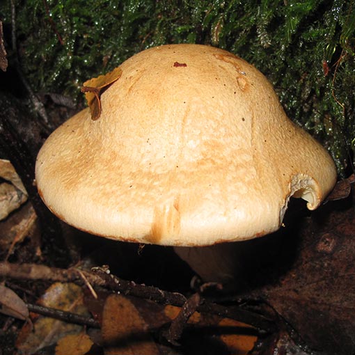 Cortinarius sp., fungi, Tasmania