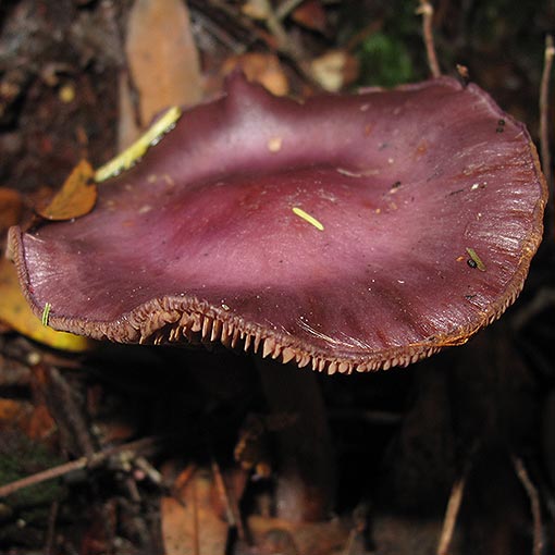 Cortinarius sp., fungi, Tasmania