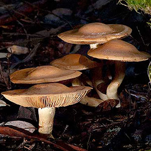 Cortinarius sp.