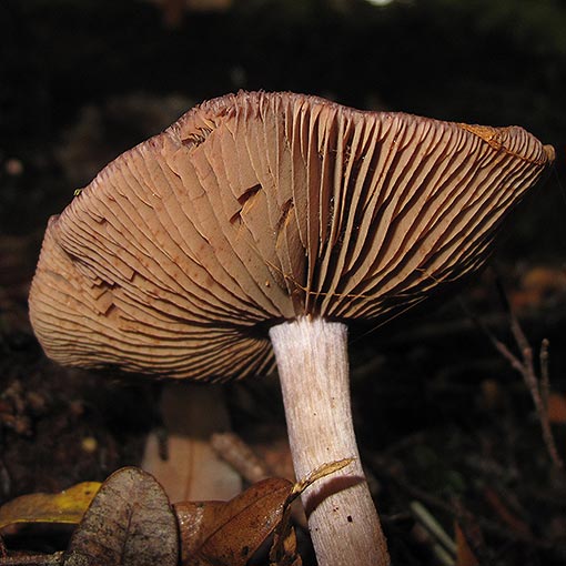 Cortinarius sp., fungi, Tasmania