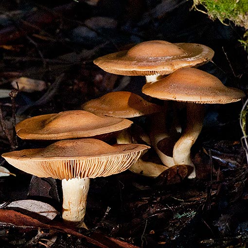 Cortinarius sp., fungi, Tasmania