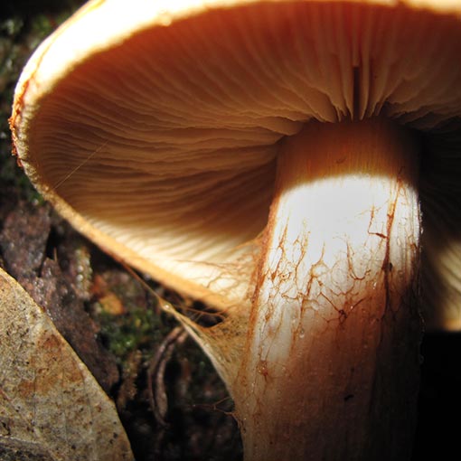 Cortinarius sp