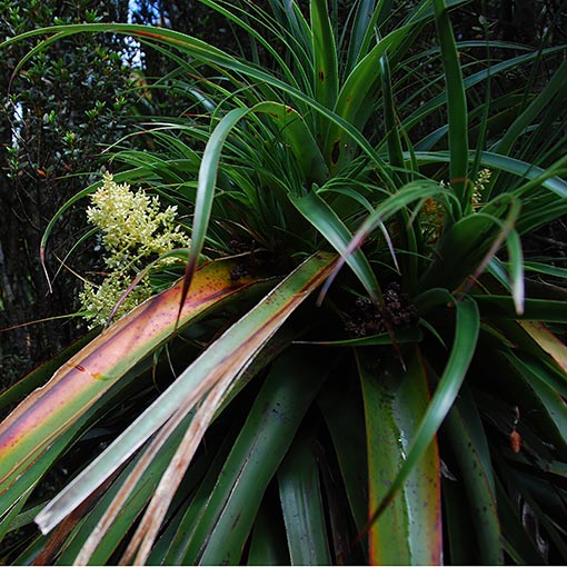 Dracophyllum cf milliganii, Tasmania
