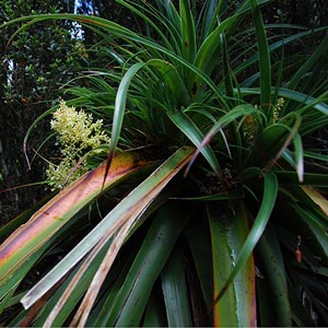 Dracophyllum cf milliganii