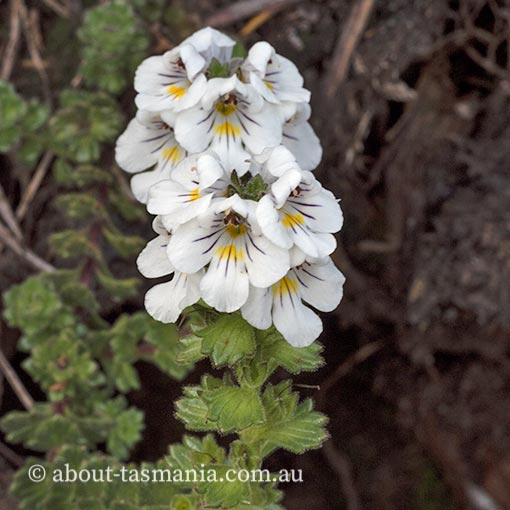 Euphrasia gibbsiae, striped tufted-eyebright, Tasmania
