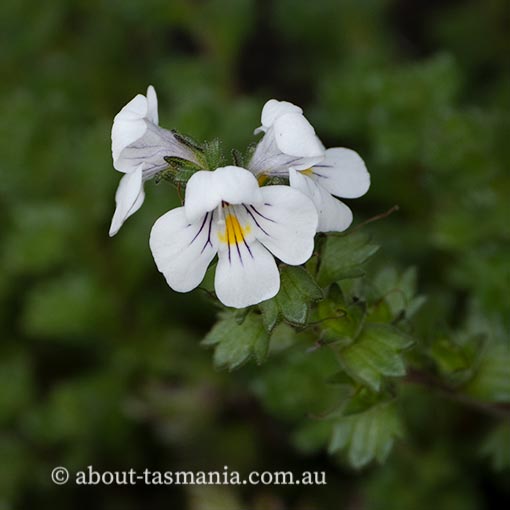 Euphrasia gibbsiae, striped tufted-eyebright, Tasmania