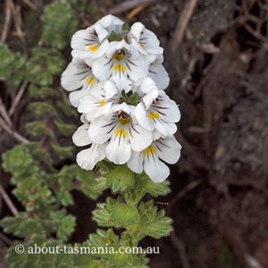 Euphrasia gibbsiae