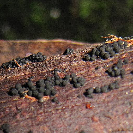 Hypoxylon_howeanum_ Hypoxylon howeanum, fungi, Tasmania