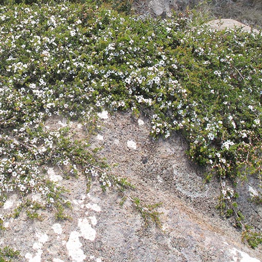 Leptospermum rupestre, Alpine tea-tree, Tasmania