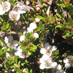 Leptospermum rupestre