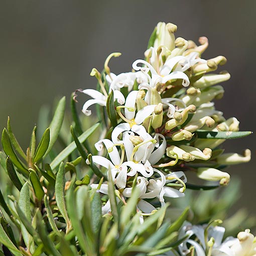 Lomatia polymorpha, mountain guitarplant, Tasmania