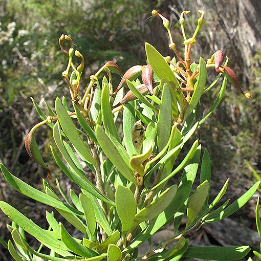 Lomatia polymorpha, mountain guitarplant, Tasmania