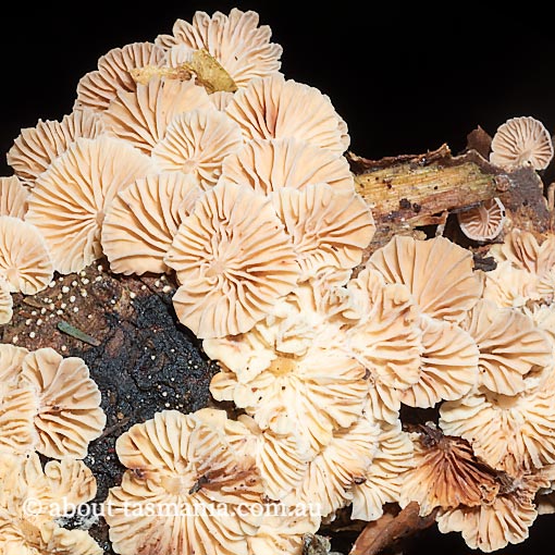 Marasmiellus affixus, fungi, Tasmania