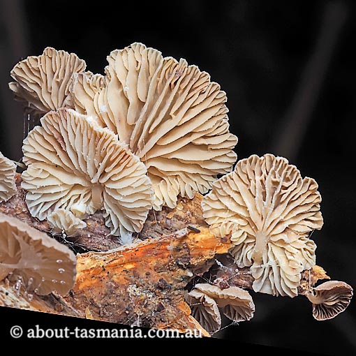Marasmiellus affixus, fungi, Tasmania