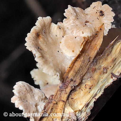 Marasmiellus affixus, fungi, Tasmania