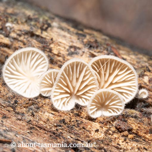Marasmiellus affixus, fungi, Tasmania