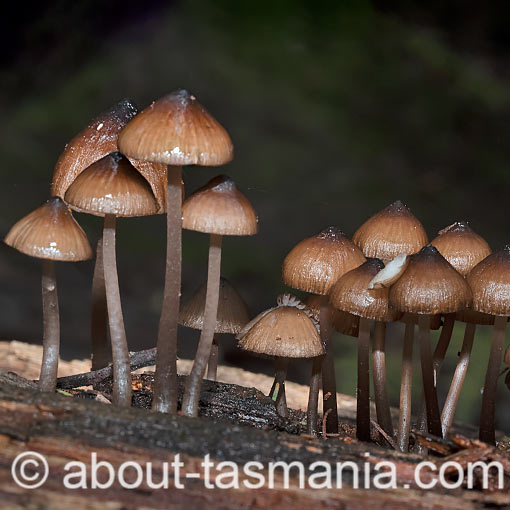 Mycena mulawaestris, fungi, Tasmania