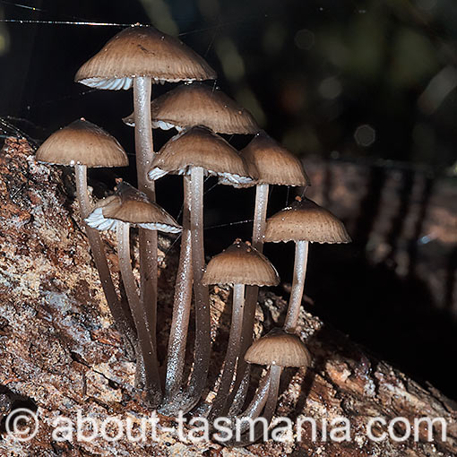 Mycena mulawaestris, fungi, Tasmania